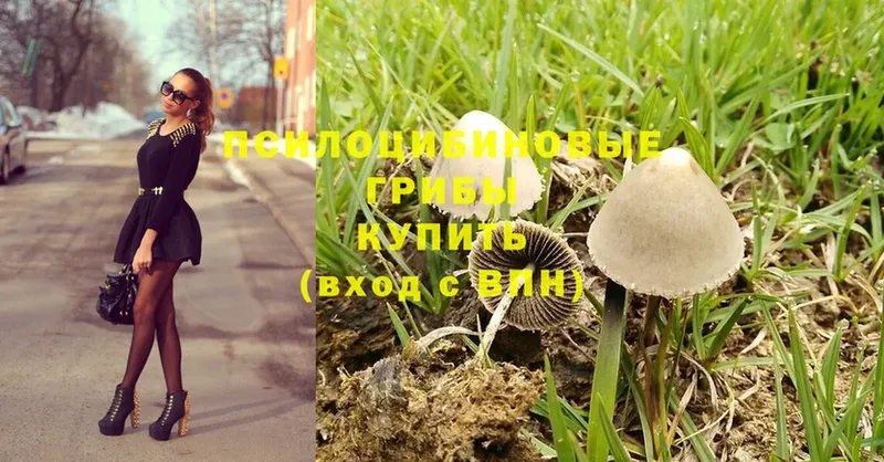 Псилоцибиновые грибы Psilocybine cubensis  Рыбное 